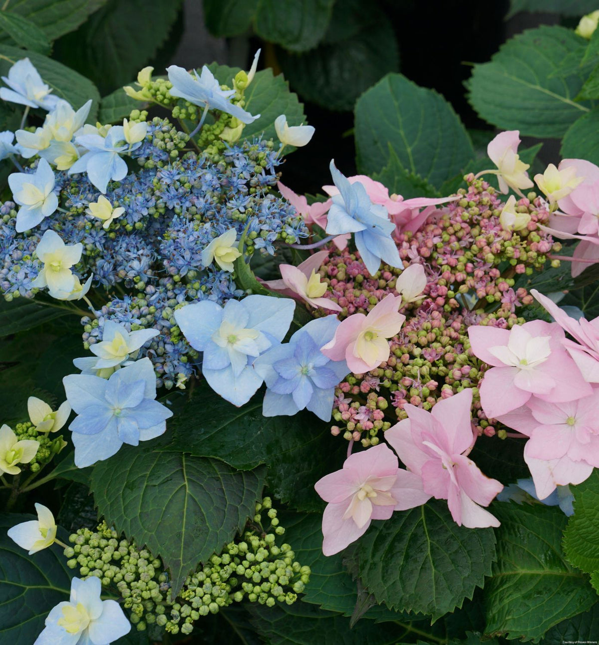 Hydrangea s. Tuff Stuff Ah-Ha® -Ship Only