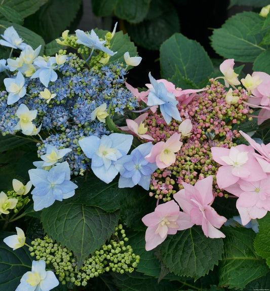 Hydrangea s. Tuff Stuff Ah-Ha® -Ship Only