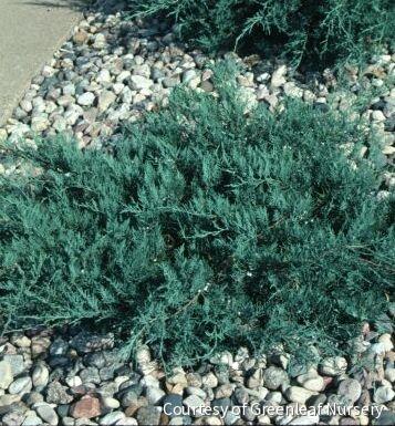 Juniperus v. 'Grey Owl' -Ship Only
