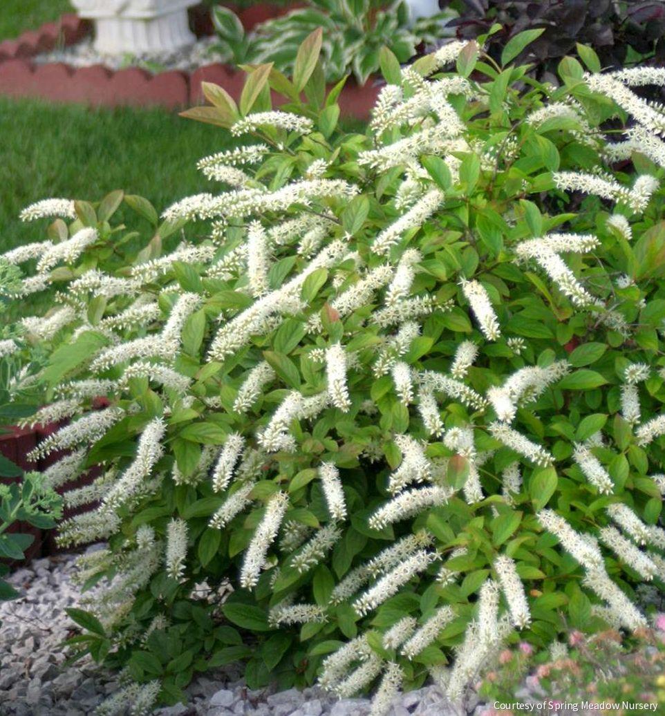 Itea v. Little Henry® -Ship Only