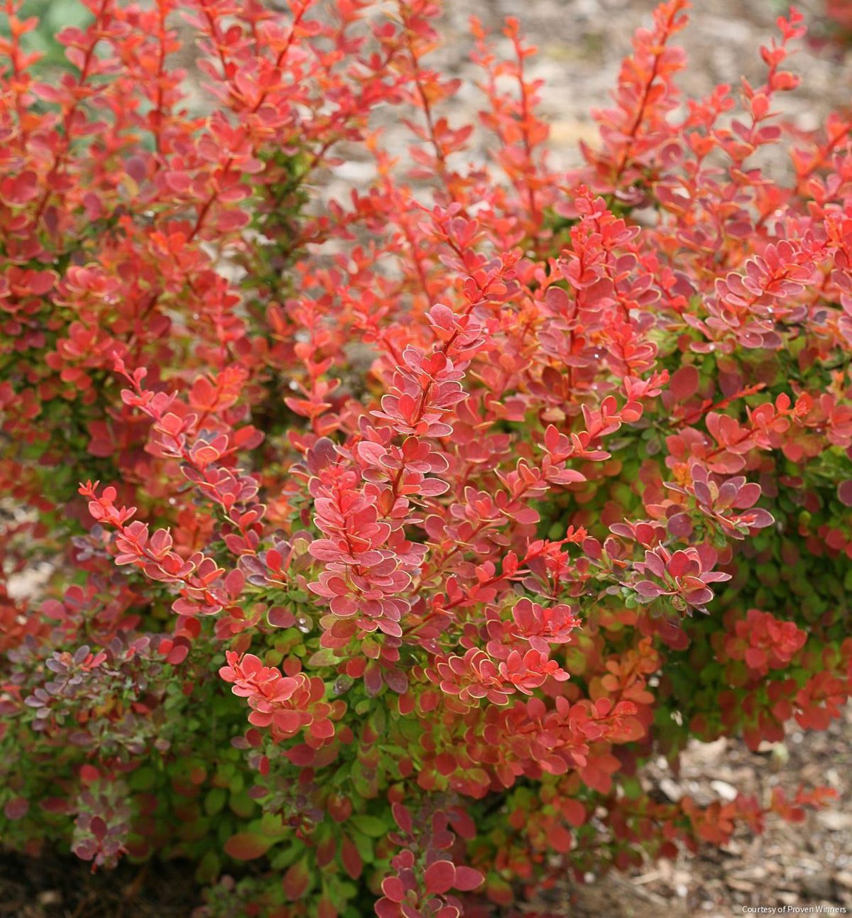 Berberis t. Sunjoy® Tangelo -Ship Only