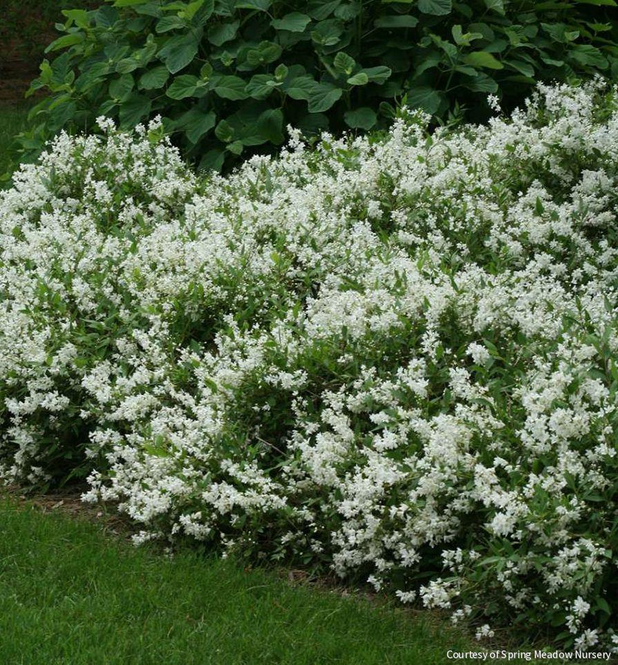 Deutzia g. 'Nikko' -Ship Only