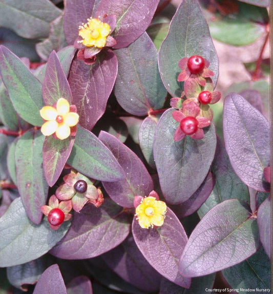 Hypericum a. 'Albury Purple' -Ship Only