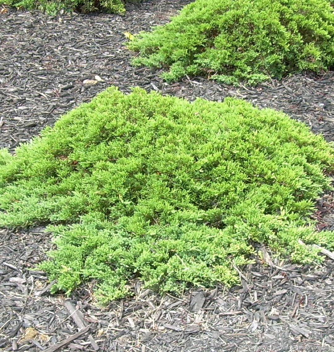 Juniperus procumbens nana -Ship Only