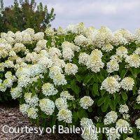 Hydrangea p. Little Hottie® -Ship Only