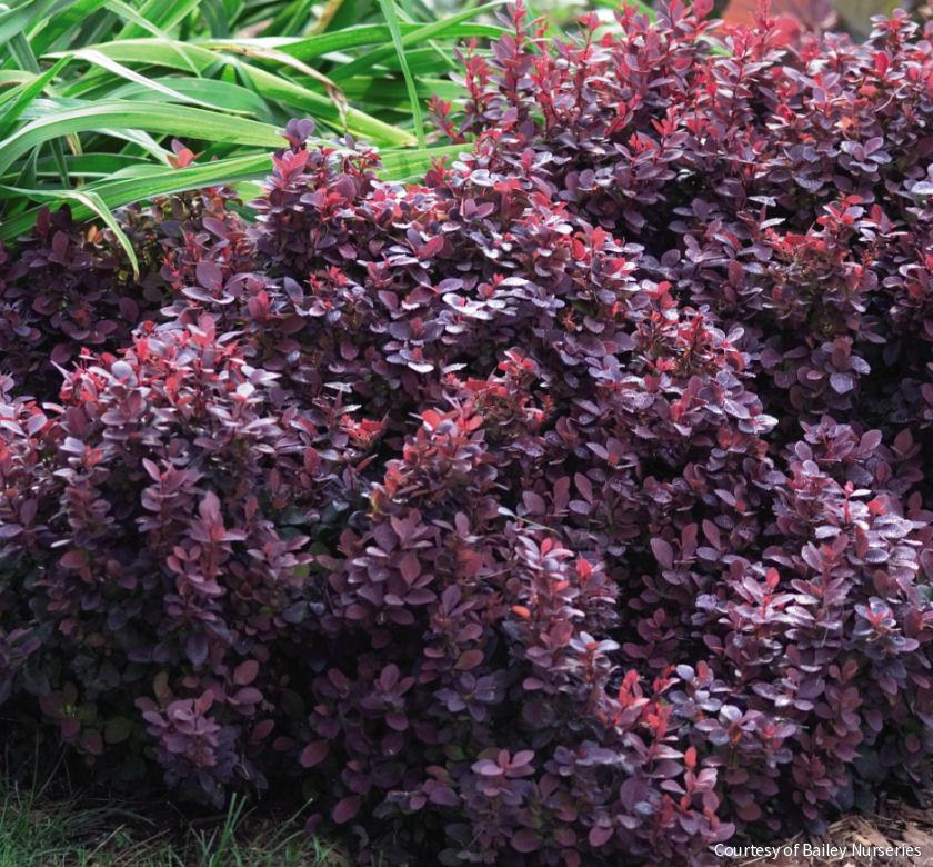 Berberis t. 'Concorde' -Ship Only