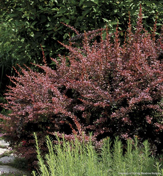 Berberis t. 'Rose Glow' -Ship Only