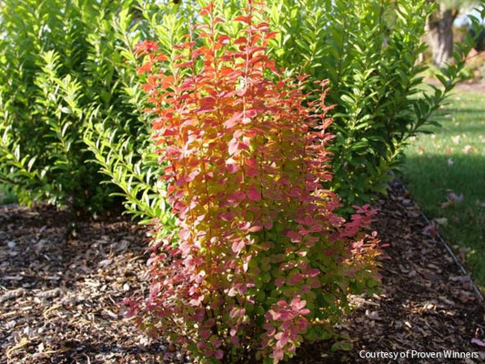 Berberis t. Sunjoy Orange Pillar™ -Ship Only