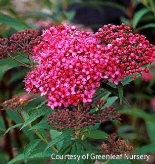 Spiraea j. 'Neon Flash' -Ship Only