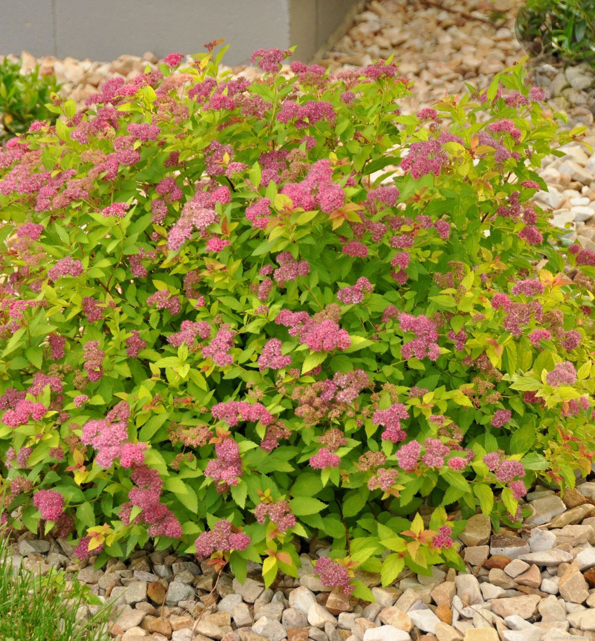 Spiraea x b. 'Magic Carpet' -Ship Only