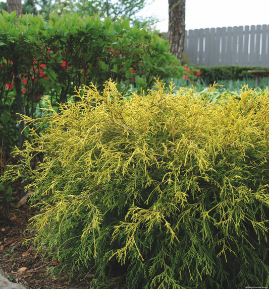 Chamaecyparis p. 'King's Gold' -Ship Only