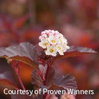 Physocarpus o. Ginger Wine® -Ship Only