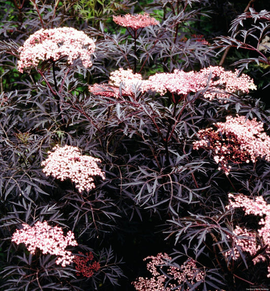 Sambucus n. Black Lace® -Ship Only