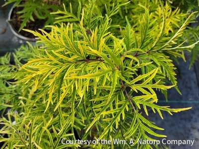 Sambucus r. Lemony Lace® -Ship Only
