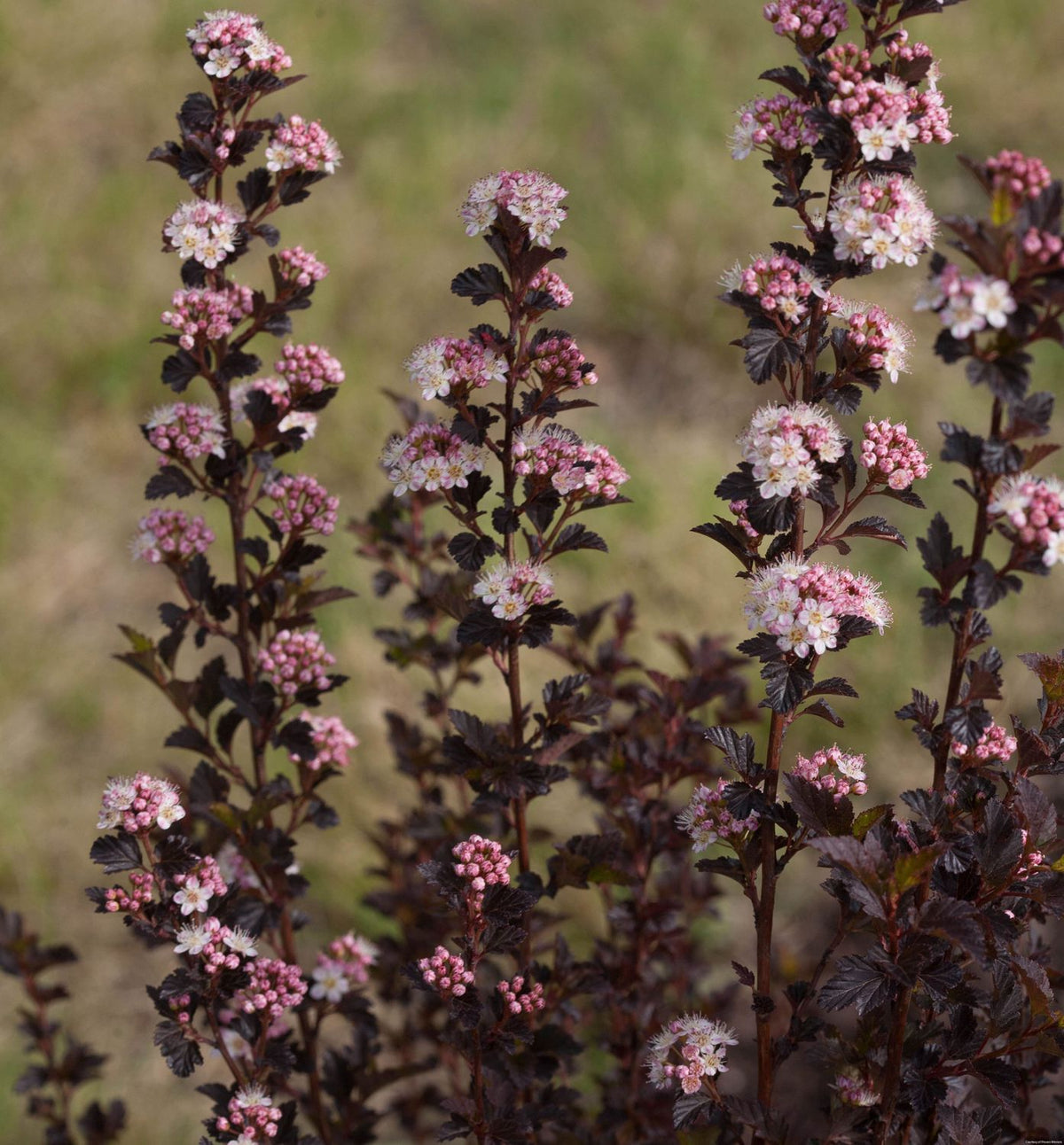 Physocarpus o. Tiny Wine® -Ship Only