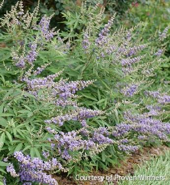 Vitex Rock Steady™ -Ship Only