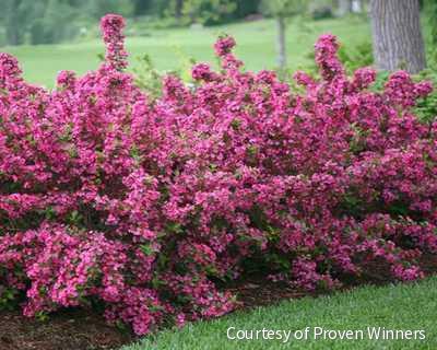 Weigela f. Sonic Bloom® Pink -Ship Only