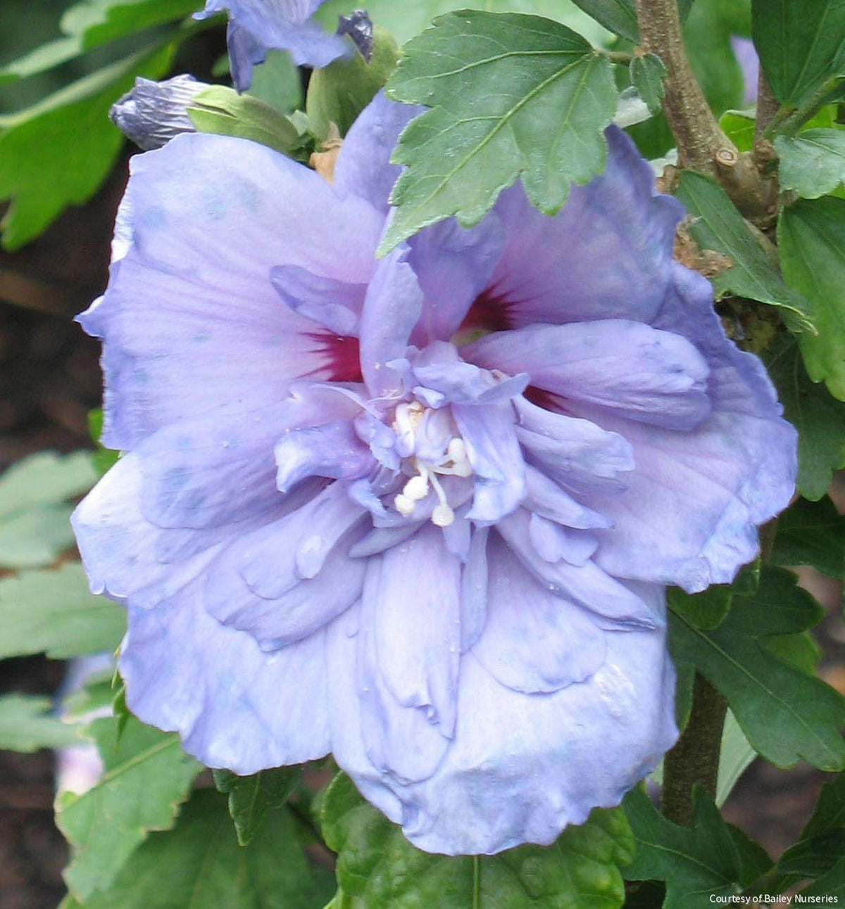 Hibiscus s. Blue Chiffon® -Ship Only