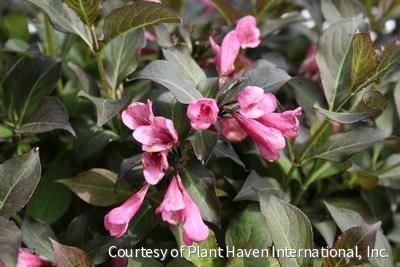 Weigela f. 'Dark Horse' -Ship Only
