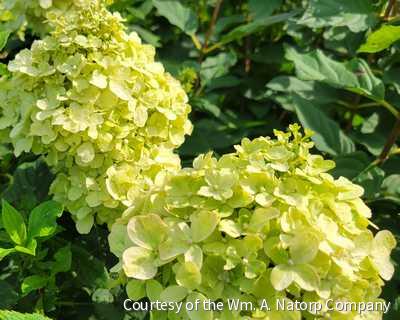 Hydrangea p. Limelight® -Ship Only