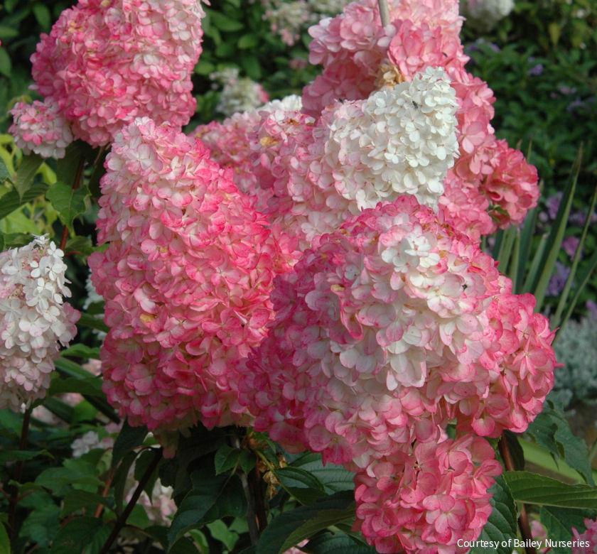 Hydrangea p. Vanilla Strawberry™ -Ship Only