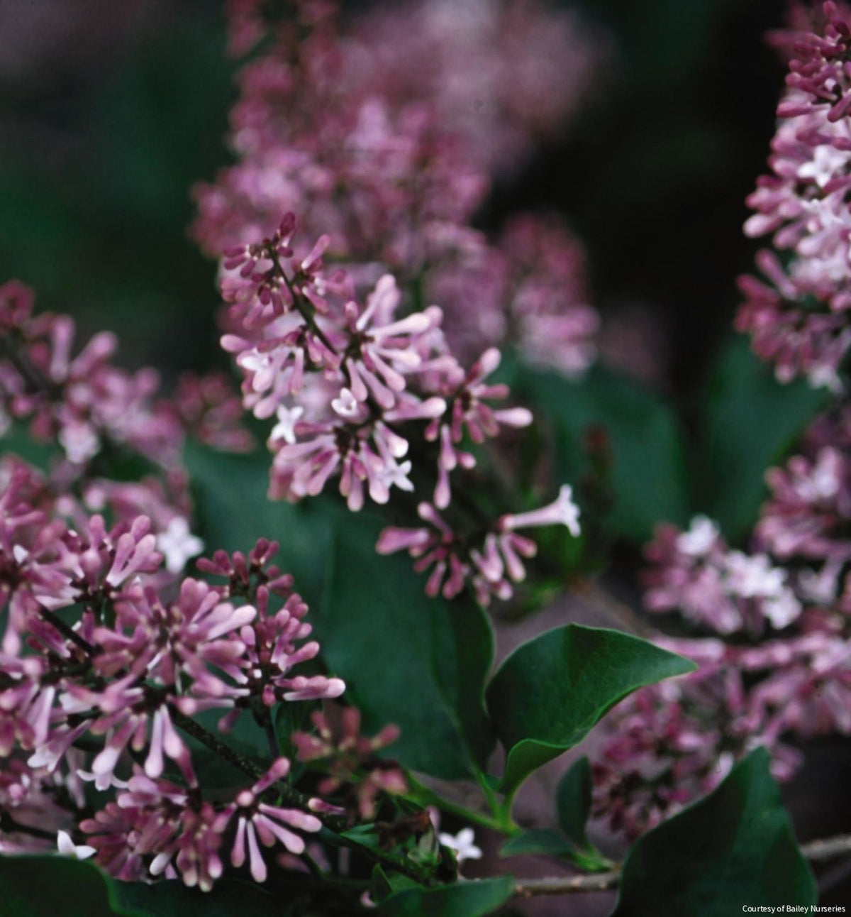 Syringa p. 'Miss Kim' -Ship Only