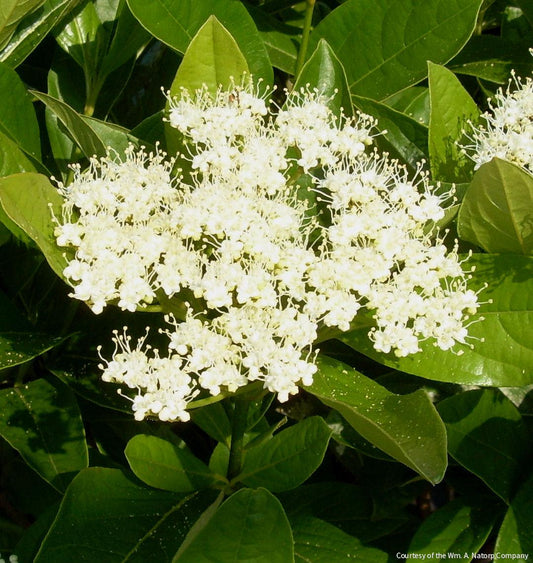 Viburnum n. 'Winterthur' -Ship Only