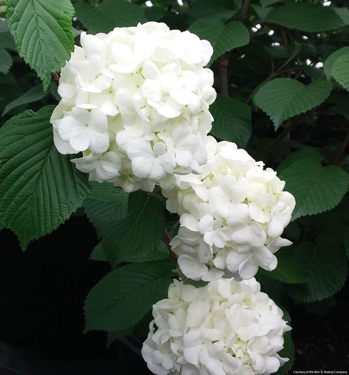 Viburnum p. 'Popcorn' -Ship Only
