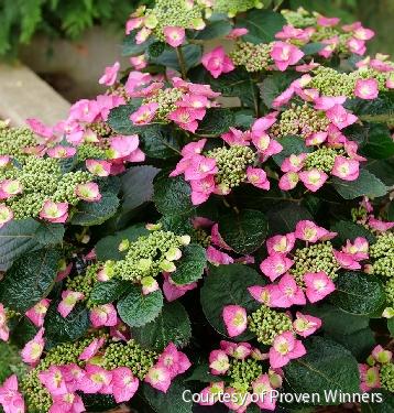Hydrangea s. Tuff Stuff Top Fun™ -Ship Only