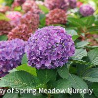 Hydrangea x Let's Dance ¡Arriba!® -Ship Only