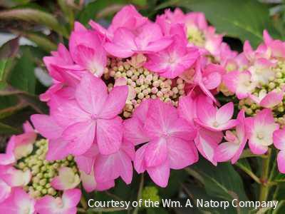Hydrangea x Let's Dance Can Do!™ -Ship Only