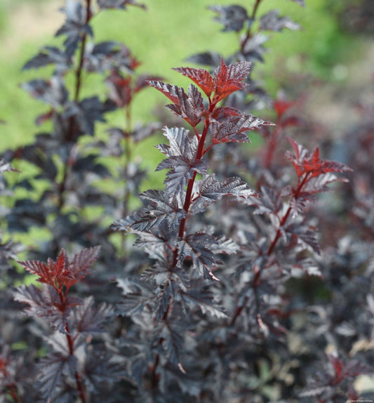 Physocarpus o. Summer Wine® Black -Ship Only