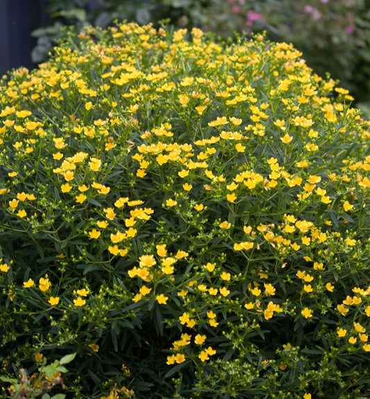Hypericum Sunny Boulevard® -Ship Only