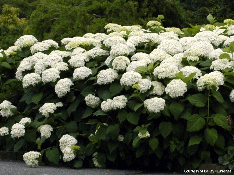 Hydrangea a. 'Annabelle' -Ship Only