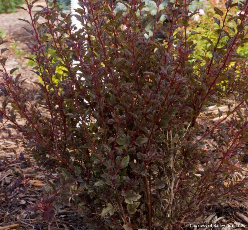 Physocarpus o. Little Devil™ -Ship Only