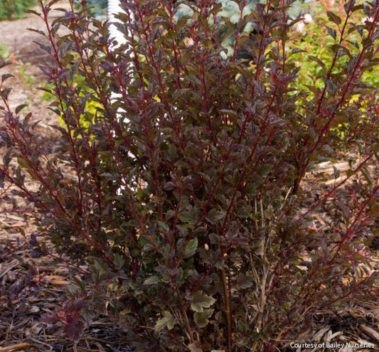 Physocarpus o. Little Devil™ -Ship Only