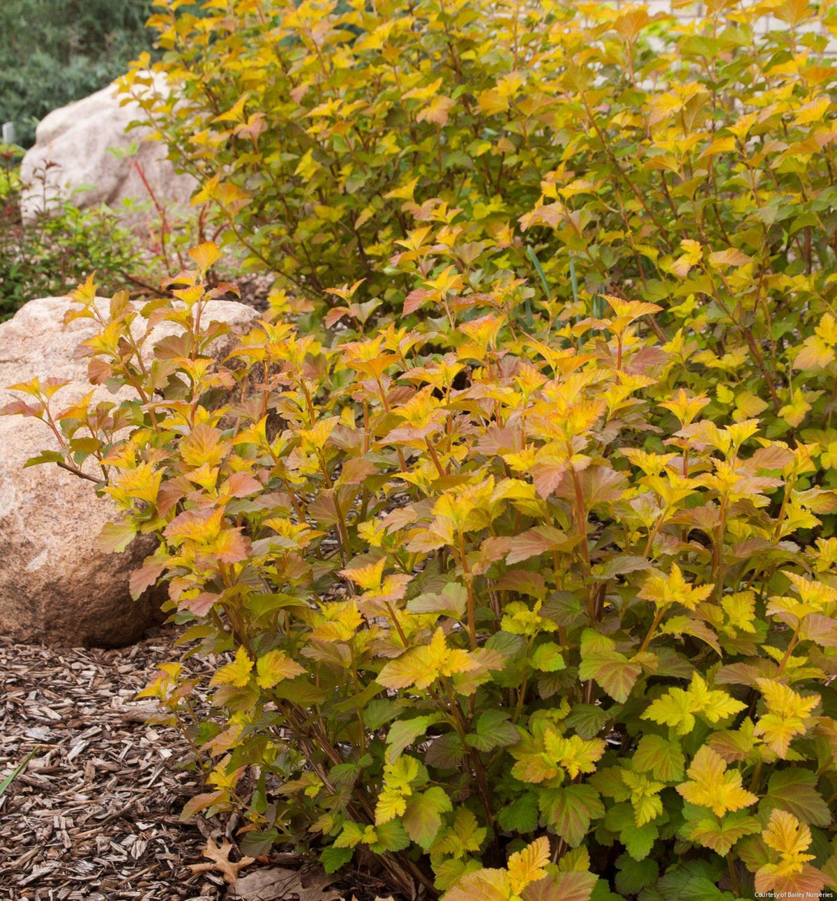 Physocarpus o. Amber Jubilee™ -Ship Only