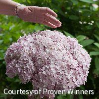 Hydrangea a. Incrediball® Blush -Ship Only
