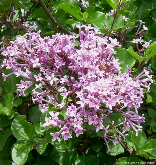 Syringa m. 'Palibin' -Ship Only