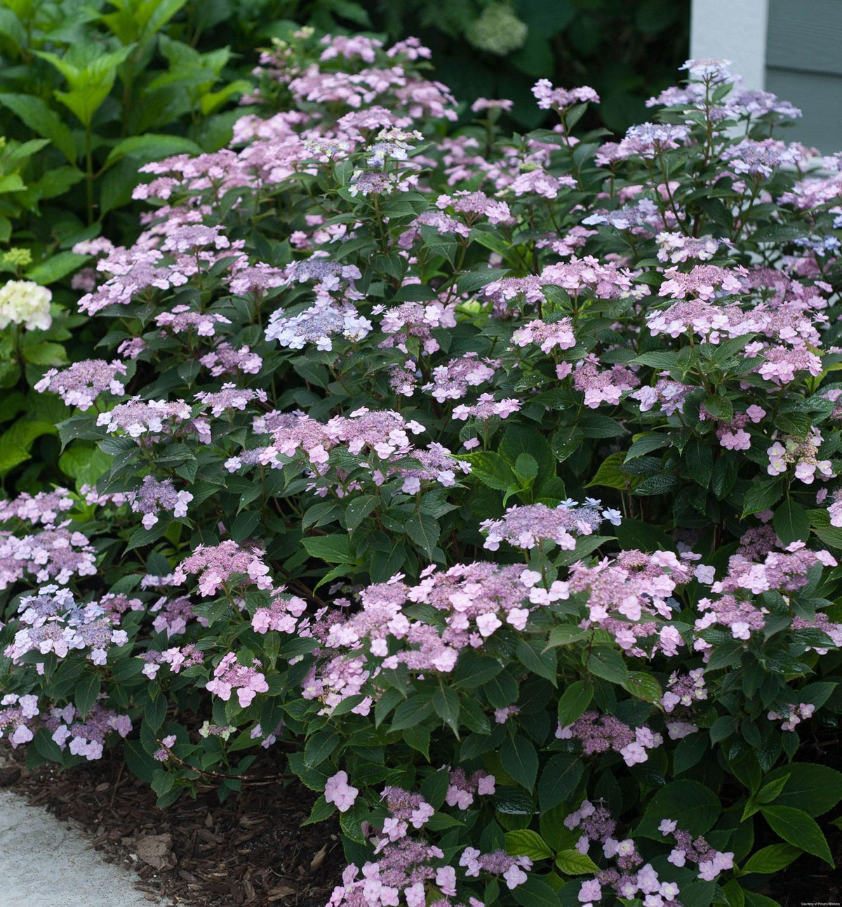 Hydrangea s. Tiny Tuff Stuff® -Ship Only