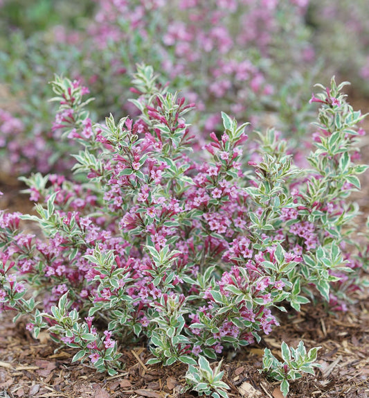 Weigela f. My Monet Purple Effect® -Ship Only