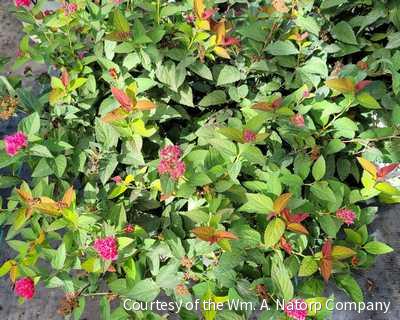 Spiraea Double Play Doozie® -Ship Only
