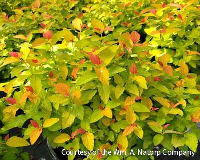 Spiraea j. Double Play® Candy Corn® -Ship Only