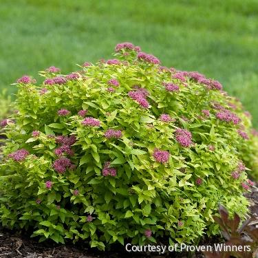 Spiraea j. Double Play® Gold -Ship Only