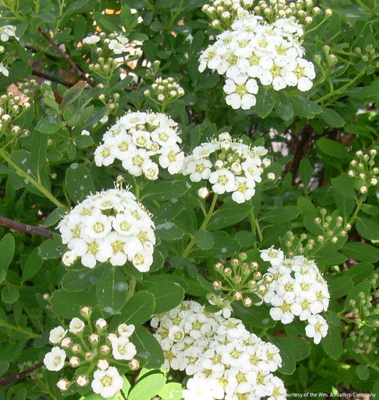 Spiraea n. 'Snowmound' -Ship Only