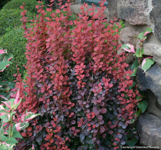 Berberis t. 'Orange Rocket' -Ship Only