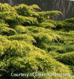 Juniperus c. 'Gold Lace' -Ship Only