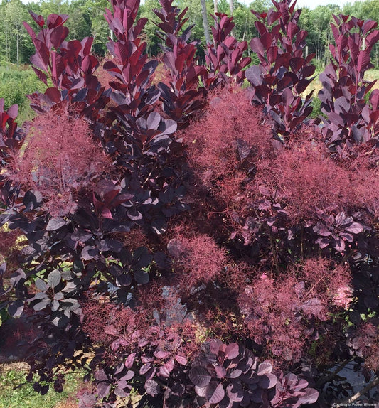 Cotinus c. Winecraft Black® MS -Ship Only