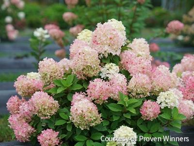 Hydrangea p. Fire Light Tidbit® -Ship Only