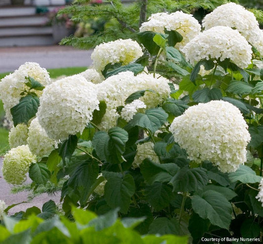 Hydrangea a. Incrediball® -Ship Only